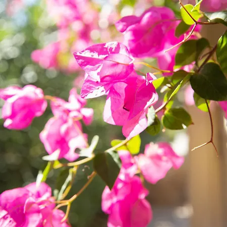 Hacienda House * Андипарос