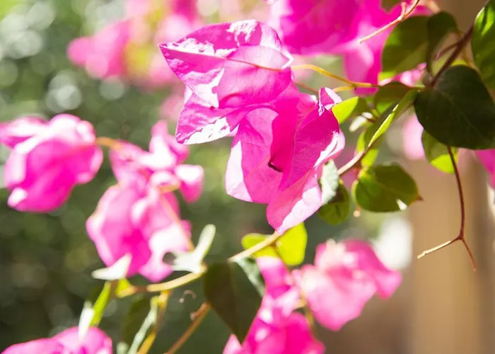 Hacienda House * Antiparos